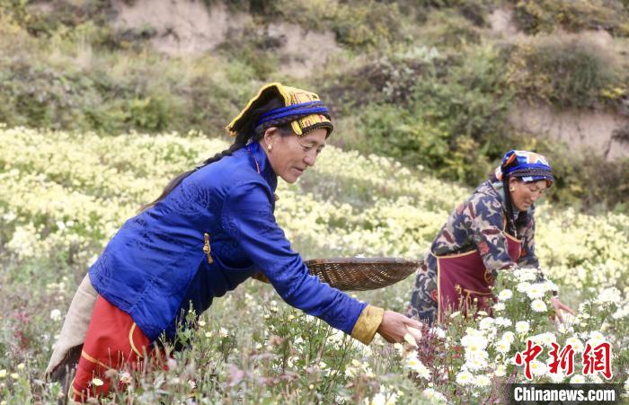 黑水村民在采摘杭白菊。桐鄉(xiāng)市宣傳部提供