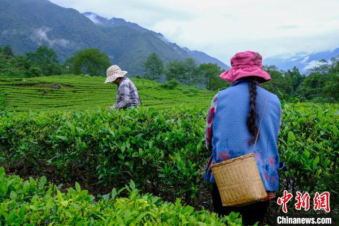 西藏墨脫茶葉成為農牧民增收致富“金葉子”