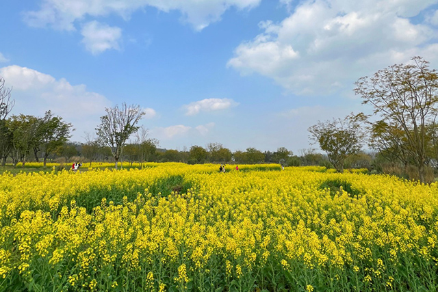 每到油菜花季，就有市民相約到重慶廣陽島上踏青賞花。鄒樂攝