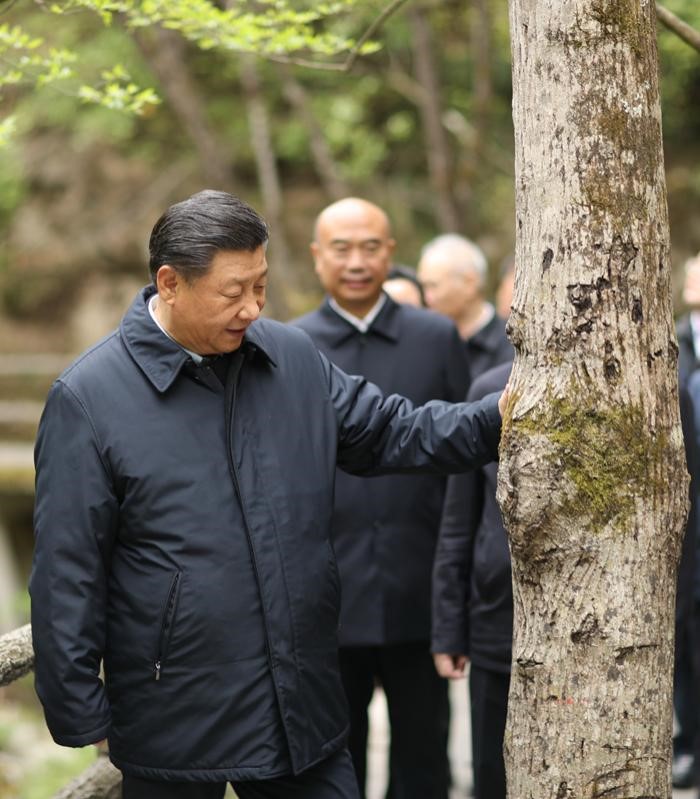 2020年4月20日，中共中央總書記、國家主席、中央軍委主席習(xí)近平在陜西考察調(diào)研。這是習(xí)近平在位于商洛市柞水縣的秦嶺牛背梁國家級(jí)自然保護(hù)區(qū)，考察秦嶺生態(tài)保護(hù)情況。 新華社記者 鞠鵬 攝