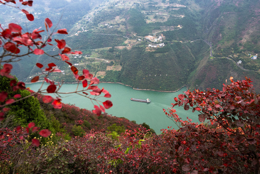 船舶行駛在紅葉掩映下的長江三峽重慶市巫山縣水域（2023年11月30日攝）。新華社記者 肖藝九 攝