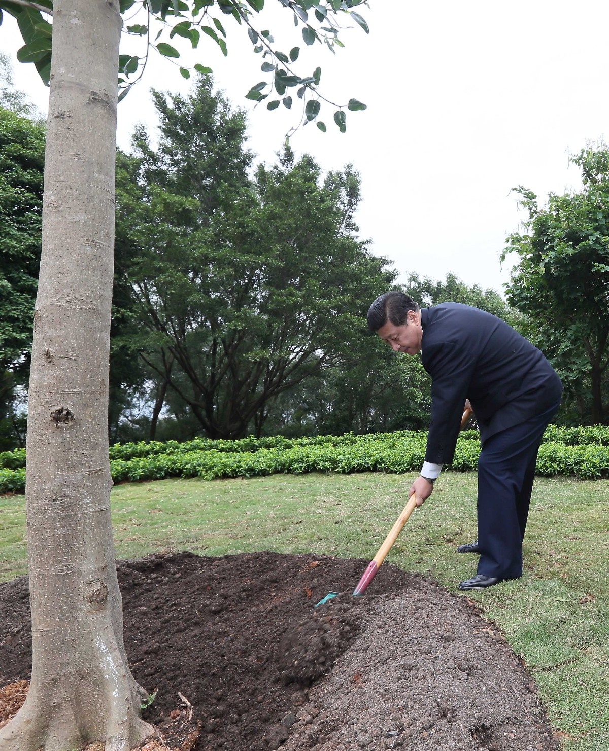 2012年12月8日，習(xí)近平在深圳蓮花山公園種下一棵高山榕樹(shù)。