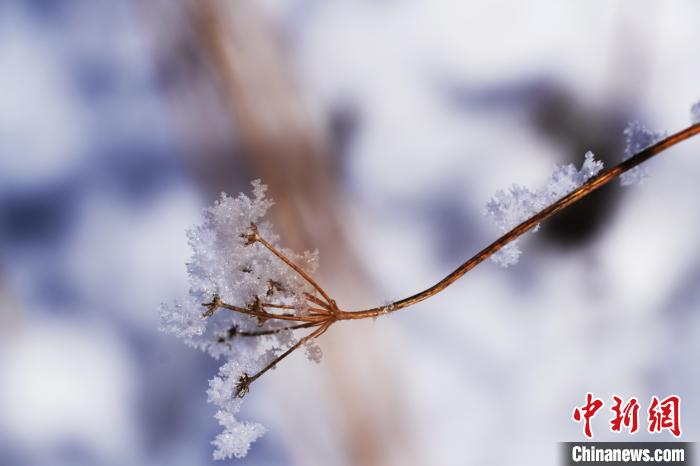 四川若爾蓋：雪后霧凇若詩(shī)若畫