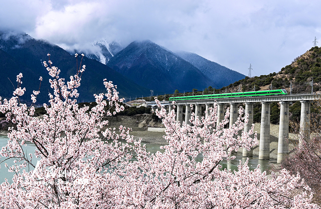 西藏林芝：雪域高原列車穿越花?！?】