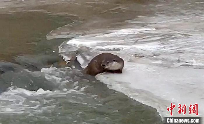 冰面上的國家二級保護動物小爪水獺。視頻截圖