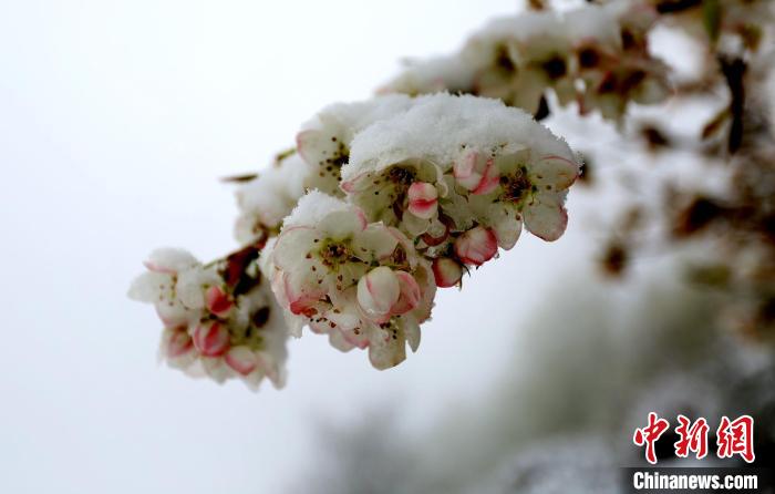 花兒被冰雪覆蓋?！±钣腊?　攝