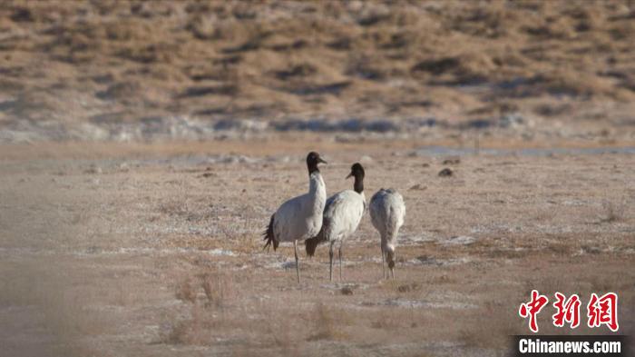 珍稀鳥類黑頸鶴、灰鶴現(xiàn)身青海格爾木