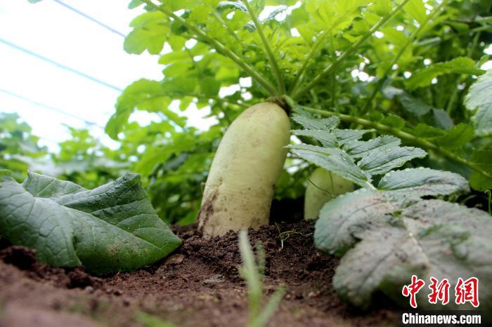 圖為亞東邊檢站“警營菜園”喜獲豐收的白蘿卜?！⊥鯑|東 攝