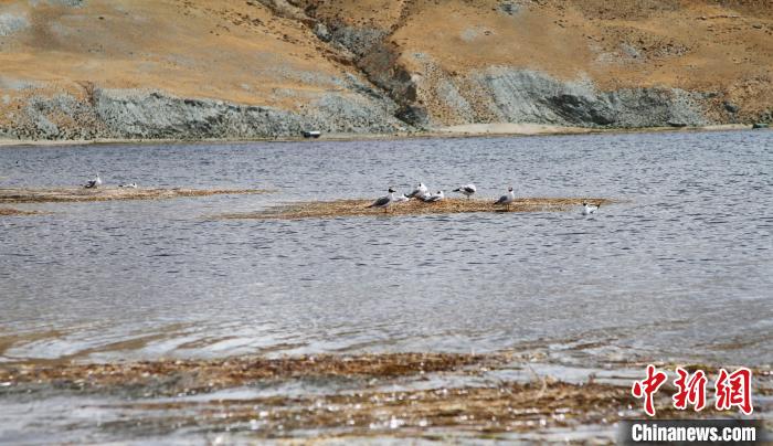 圖為瑪旁雍錯濕地棲息的水鳥?！≮w朗 攝