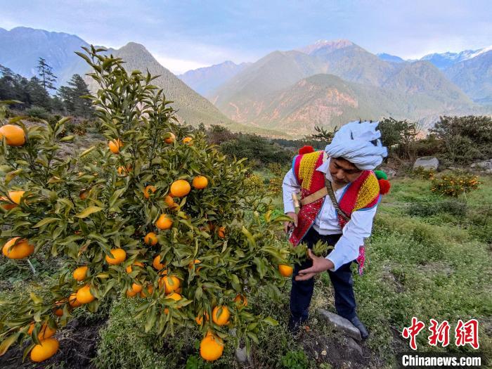 林芝下察隅鎮(zhèn)京都村101畝耙耙柑豐收?！〗w波 攝