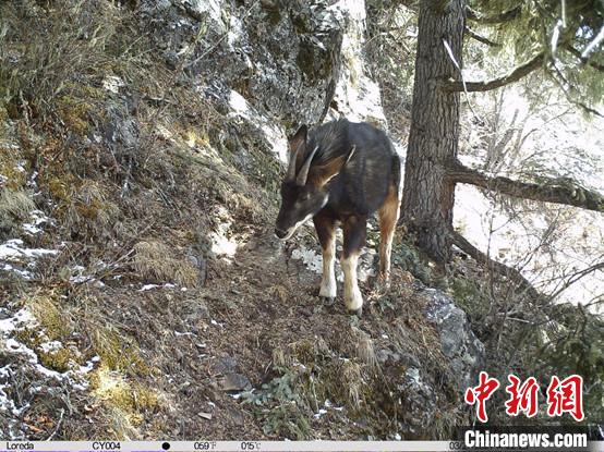 圖為相同位點(diǎn)記錄到的國(guó)家二級(jí)重點(diǎn)保護(hù)野生動(dòng)物—中華鬣羚?！≈袊?guó)科學(xué)院昆明動(dòng)物研究所提供