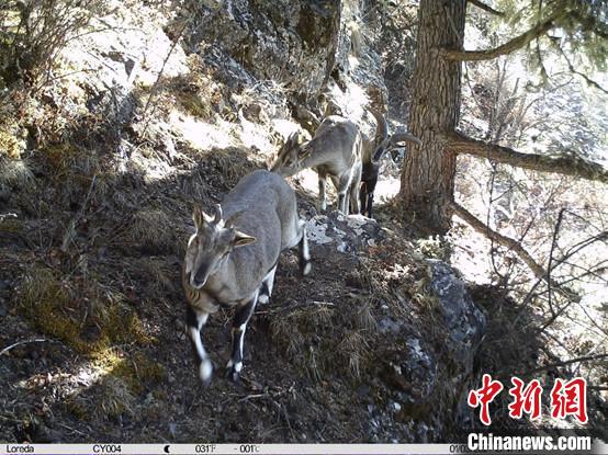 圖為相同位點(diǎn)記錄到的雪豹主要獵物—巖羊。　中國(guó)科學(xué)院昆明動(dòng)物研究所提供