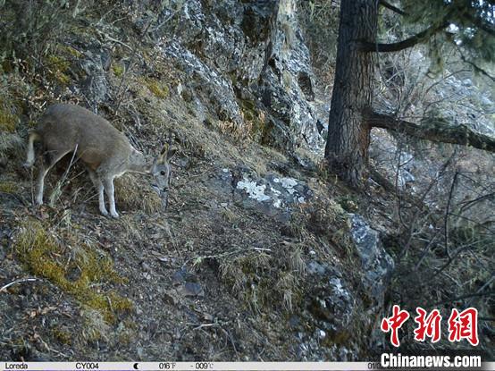 圖為相同位點(diǎn)記錄到的國(guó)家一級(jí)重點(diǎn)保護(hù)野生動(dòng)物—馬麝?！≈袊?guó)科學(xué)院昆明動(dòng)物研究所提供