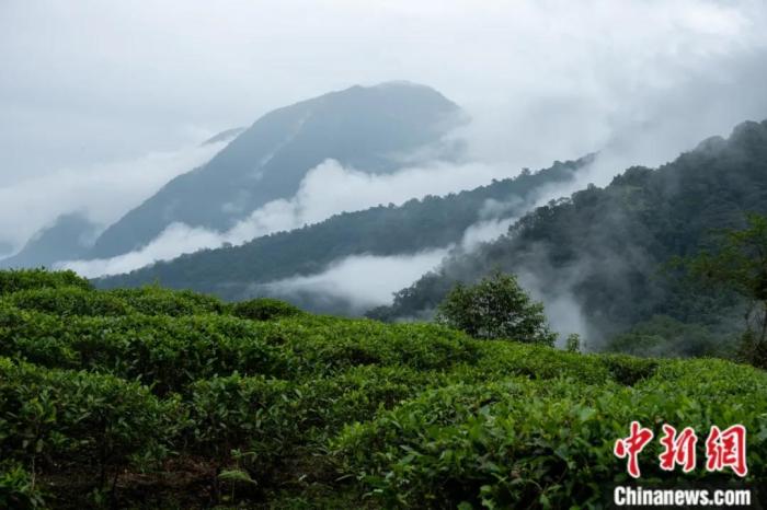 墨脫縣背崩鄉(xiāng)的高山茶場。