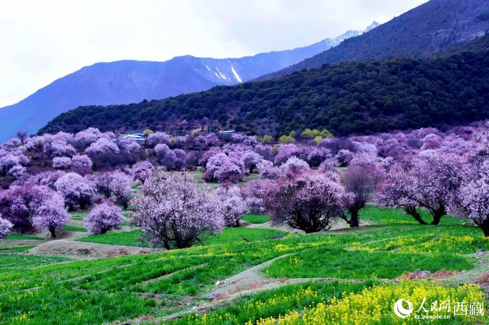 一樹樹野桃花開得正艷。人民網(wǎng) 李海霞攝