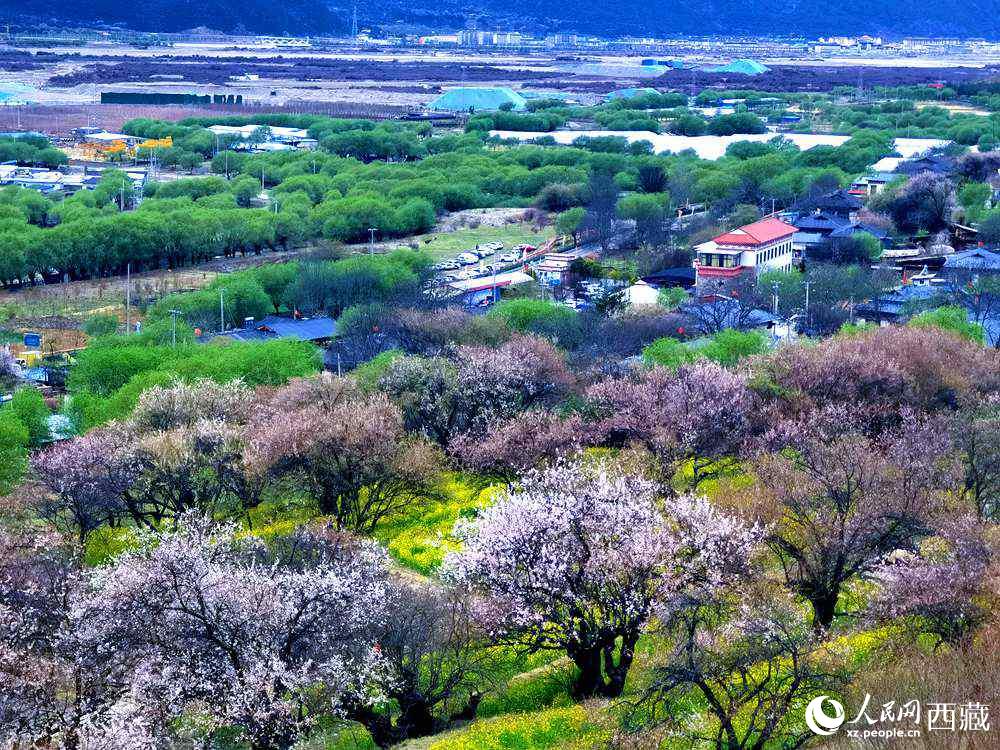 漫山開放的野桃花。人民網(wǎng) 李海霞攝