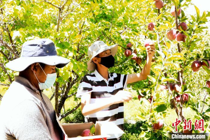 圖為西藏阿里札達(dá)縣底雅鄉(xiāng)村民在自家果園采摘果實。　阿旺扎西 攝