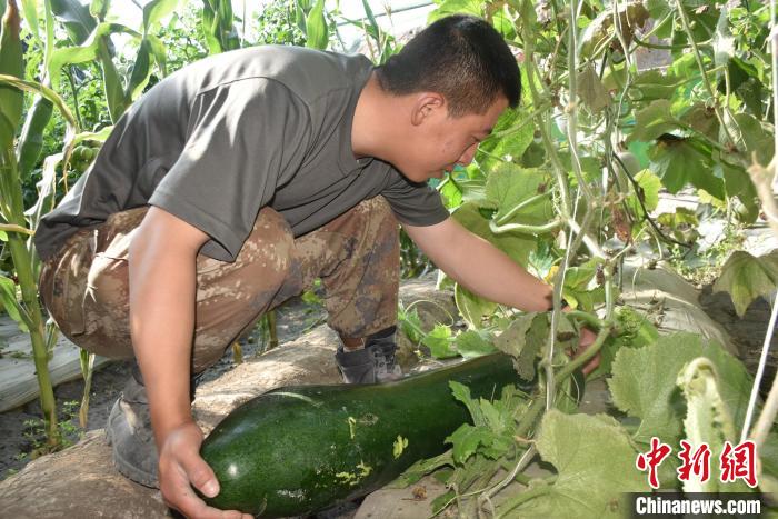 圖為阿里軍分區(qū)某邊防團(tuán)官兵在溫室摘菜?！￡悋[岳 攝