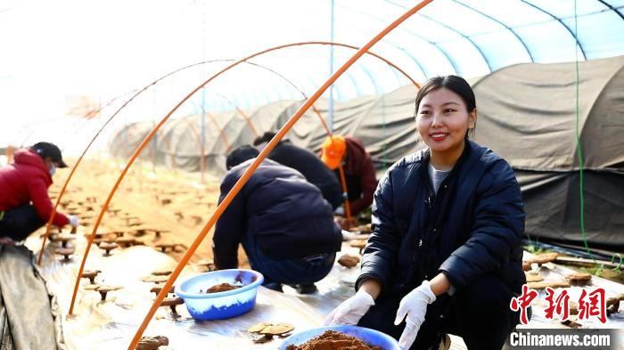 圖為農(nóng)民采收靈芝孢子粉?！∴嚢?攝