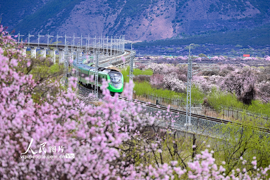 西藏林芝：雪域高原列車(chē)穿越花海【2】