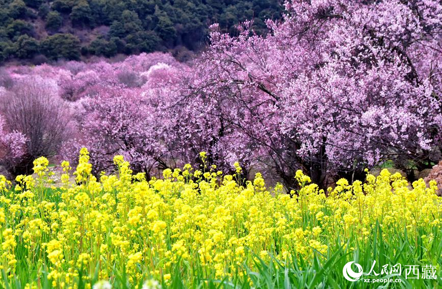 桃花與油菜花勾勒出別樣風(fēng)景。 人民網(wǎng) 李海霞攝