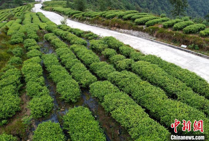 圖為西藏林芝市墨脫縣背崩鄉(xiāng)格林村山頂?shù)木坝^茶園。(無人機(jī)照片) 李林 攝