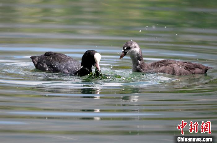 圖為6月22日，棲息在拉魯濕地內(nèi)的古頂雞?！±盍?攝