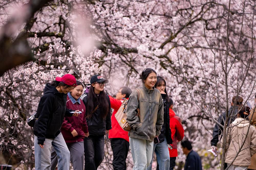 桃花盛開惹人醉，八方游客賞花來。徐馭堯攝