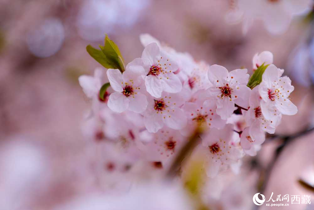 桃花盛開惹人醉。人民網(wǎng)記者 次仁羅布攝