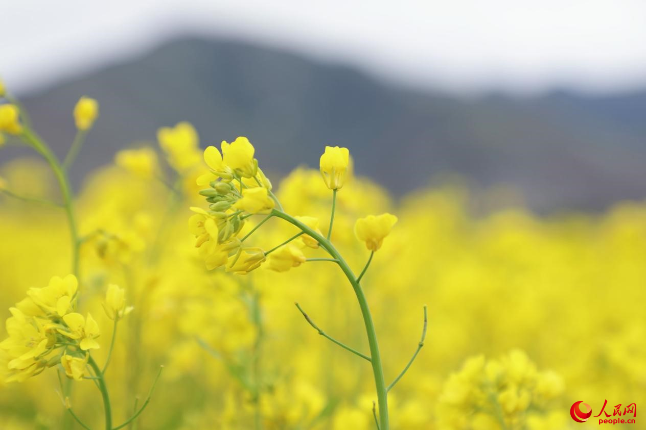 金色油菜花鋪滿大地。 人民網(wǎng) 李海霞攝