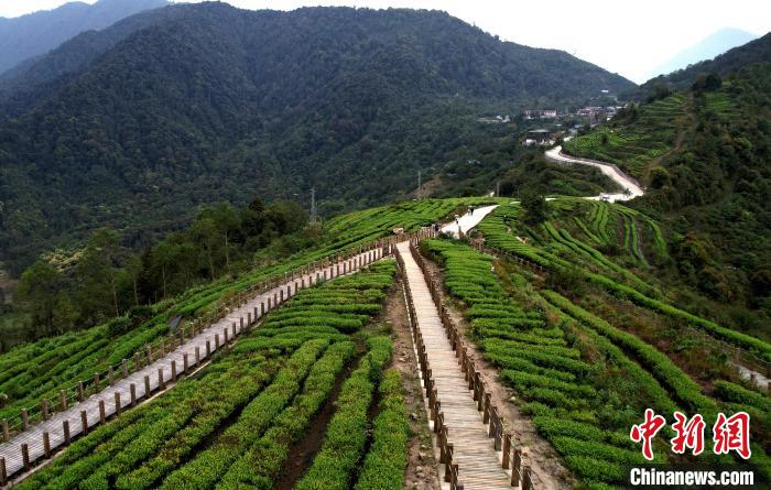 圖為西藏林芝市墨脫縣背崩鄉(xiāng)格林村山頂?shù)木坝^茶園。(無人機(jī)照片) 李林 攝